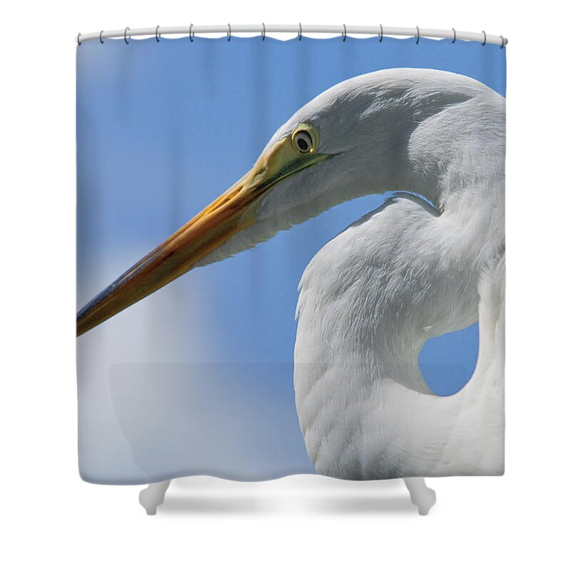 Bird Shower Curtain featuring the photograph Pointed Curves by Christopher Holmes