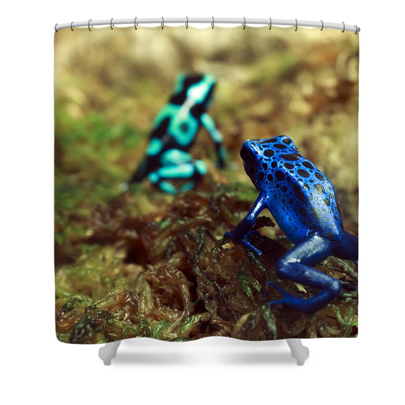 Poison Shower Curtain featuring the photograph Poison Dart Frogs by Travis Rogers