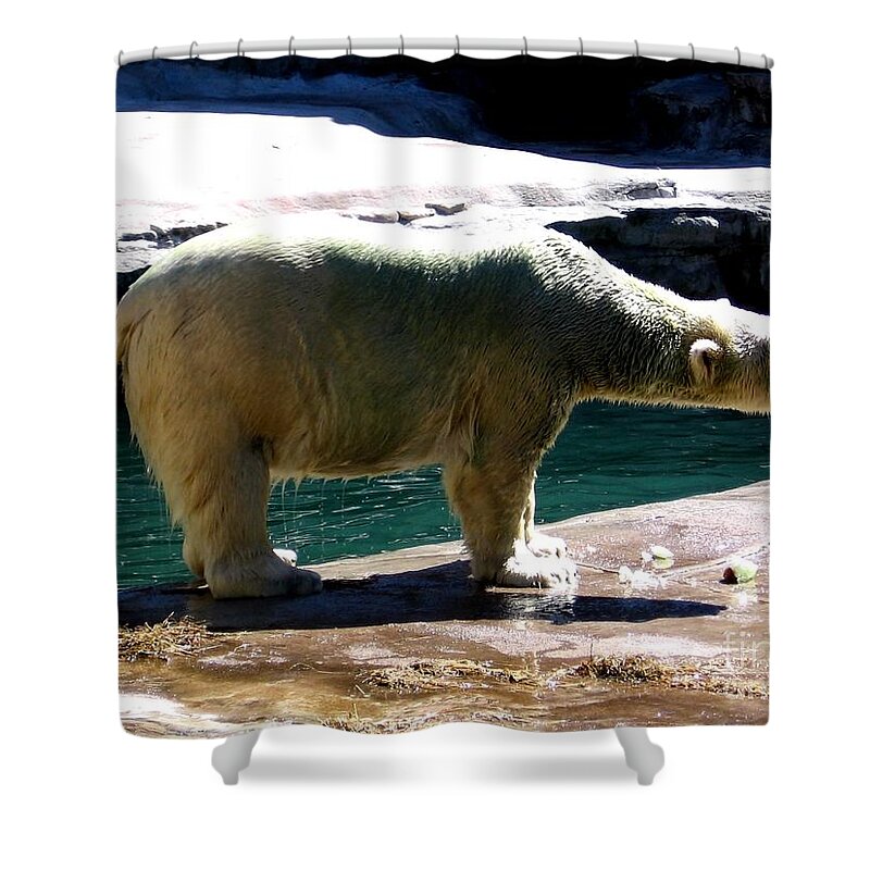 Polar Bear Shower Curtain featuring the photograph Polar Bear 3 by Rose Santuci-Sofranko