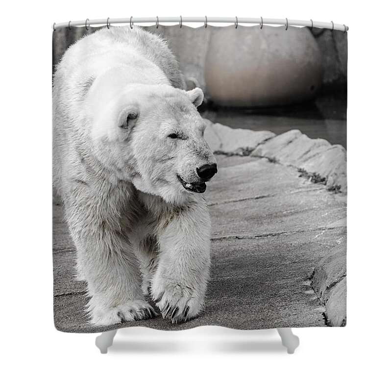 Polar Bear Shower Curtain featuring the photograph Polar Bear 3 by Susan McMenamin
