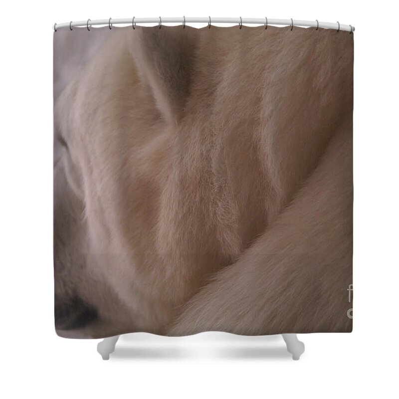 Polar Bear Shower Curtain featuring the photograph Polar Dream by Linda Shafer