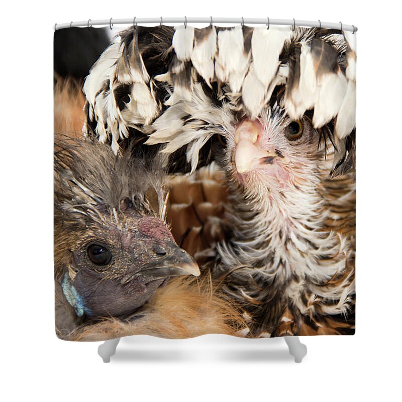 Chickens Shower Curtain featuring the photograph Polar Opposites by Jeannette Hunt