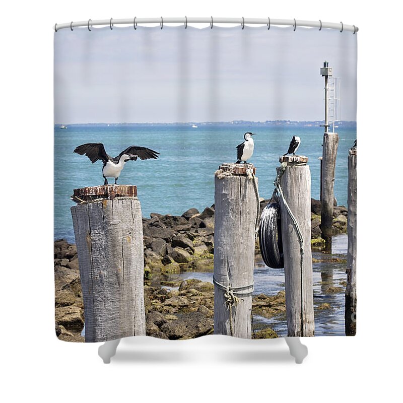 Beach Shower Curtain featuring the photograph Pole Sitters by Linda Lees