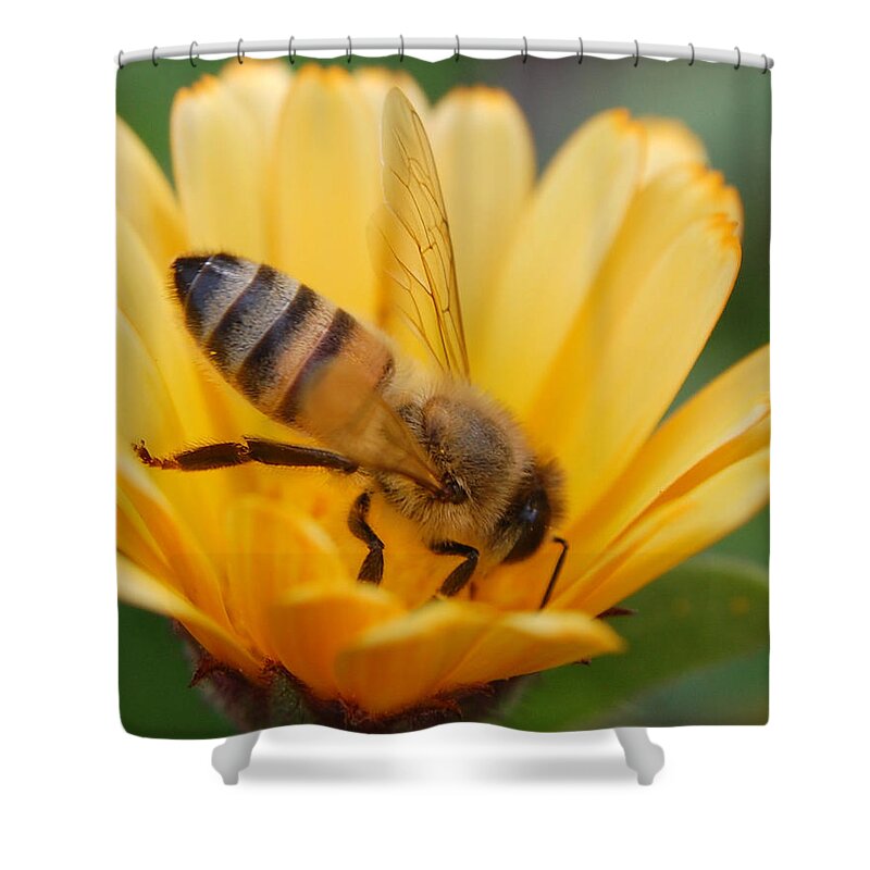 Bee Shower Curtain featuring the photograph Pollination 2 by Amy Fose