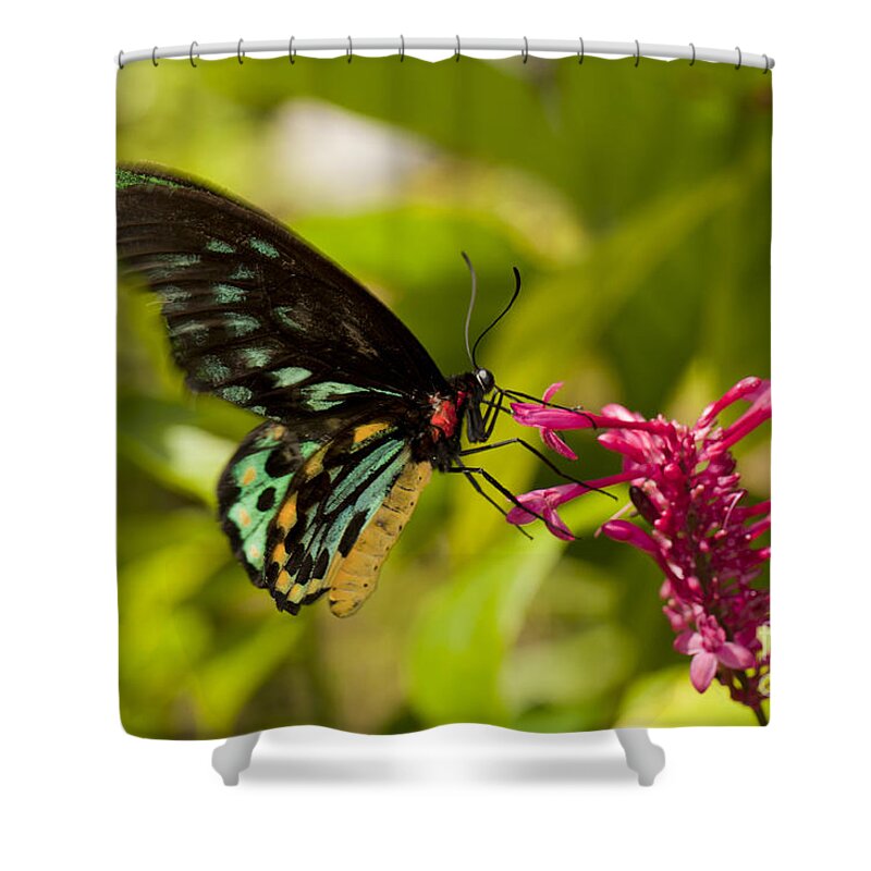 Bug Shower Curtain featuring the photograph Pollination - Common Birdwing Butterfly by Anthony Totah