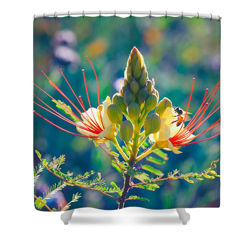 Honey Bee Shower Curtain featuring the photograph Pollination by Ram Vasudev