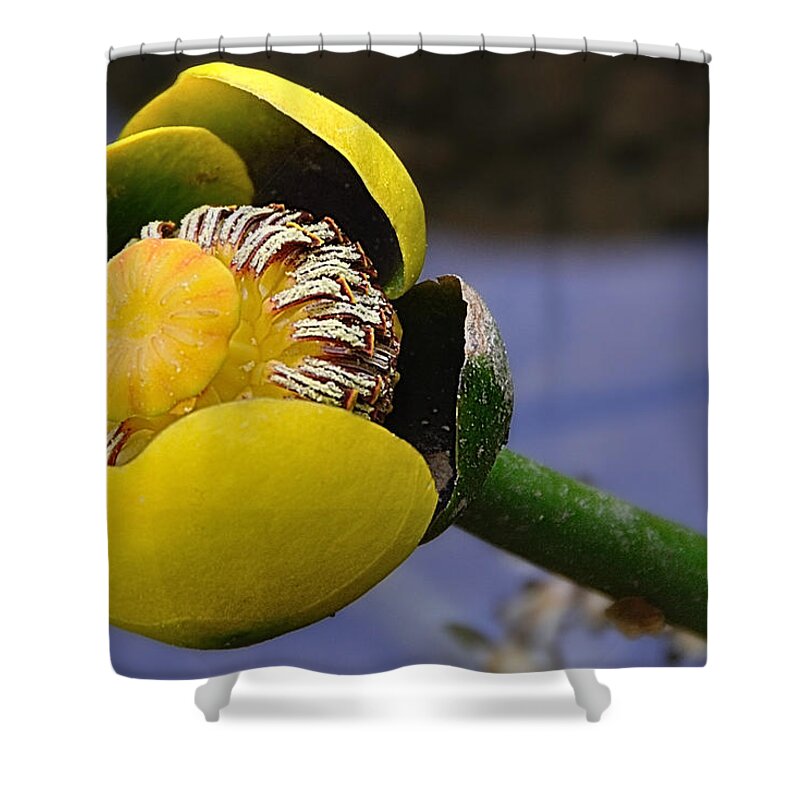 Pond Lily Shower Curtain featuring the photograph Pond Lily In Bloom by Mark Fuller