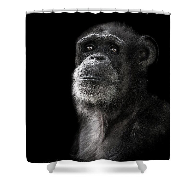 Chimpanzee Shower Curtain featuring the photograph Ponder by Paul Neville