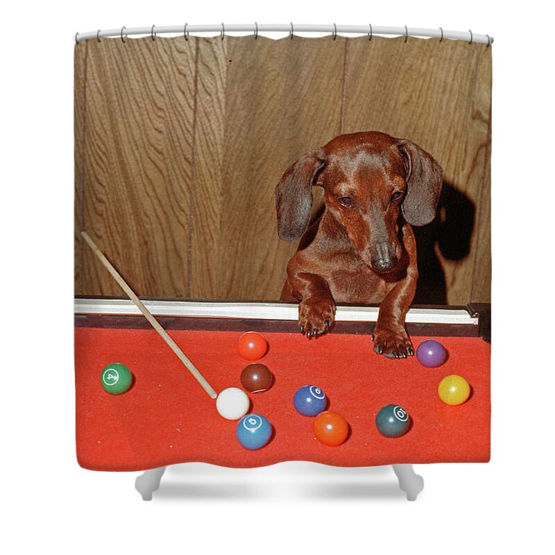 Dog Shower Curtain featuring the photograph Pool Playing Dog by Ted Keller