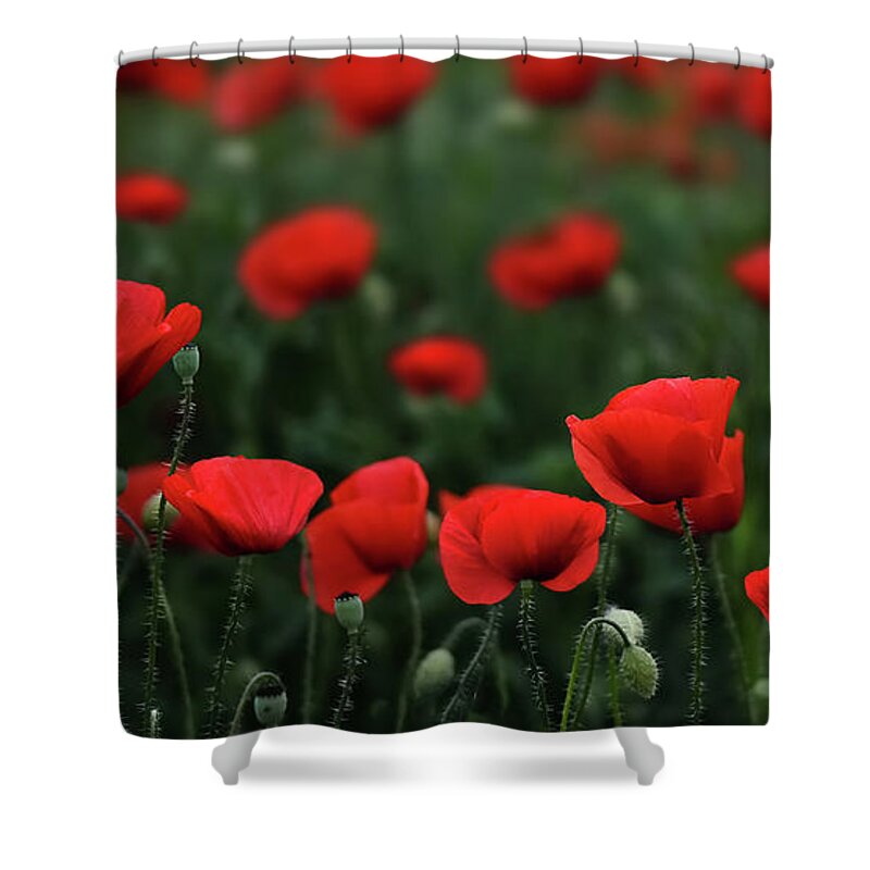 Agriculture Shower Curtain featuring the photograph Poppies by Bess Hamiti