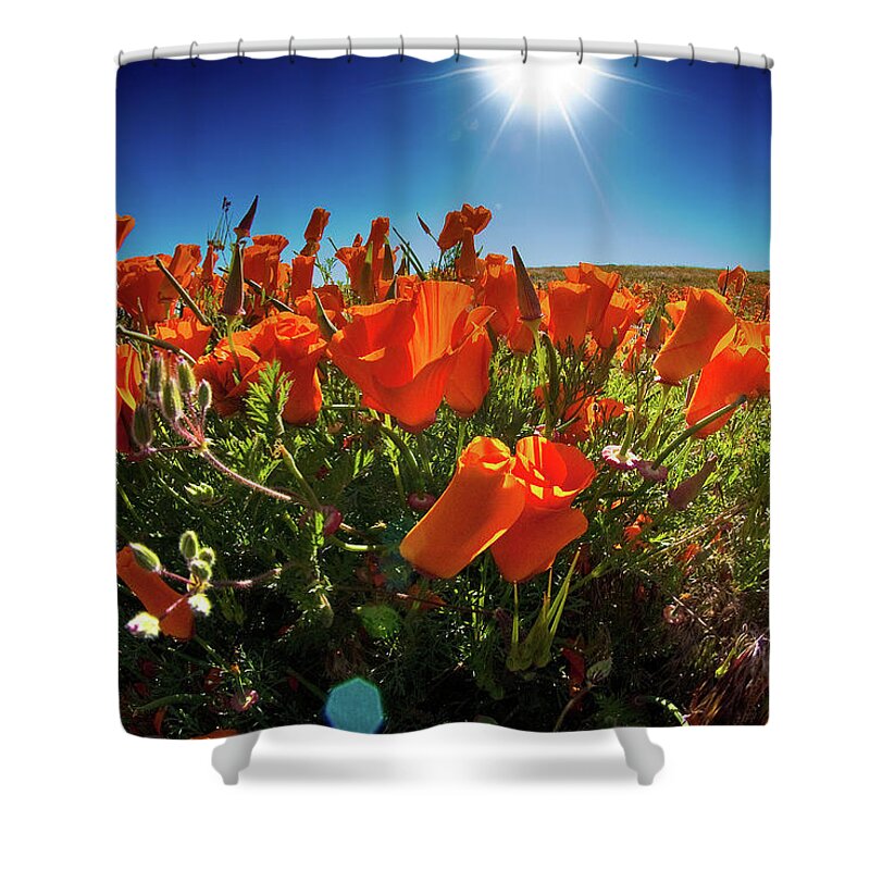 Poppies Shower Curtain featuring the photograph Poppies by Harry Spitz