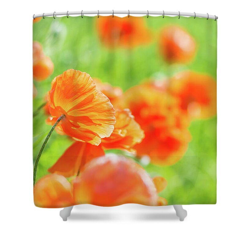 Cheryl Baxter Photography Shower Curtain featuring the photograph Poppies in the Sun by Cheryl Baxter