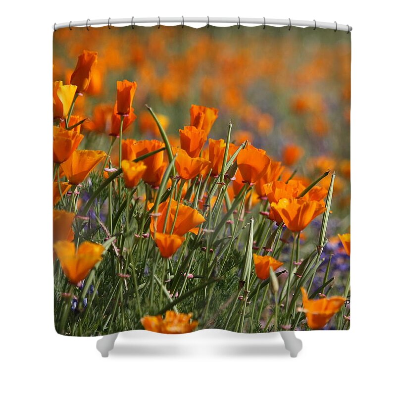 Poppies Shower Curtain featuring the photograph Poppies by Patrick Witz