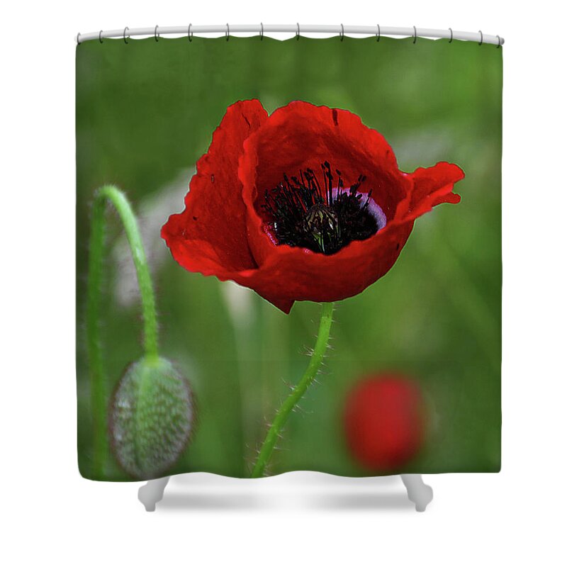 Poppy Shower Curtain featuring the photograph Poppy 7. by Mirza Cengic
