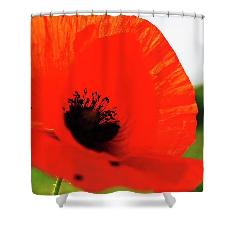 Poppy Shower Curtain featuring the photograph Poppy It Is by Tinto Designs