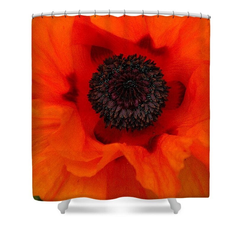 Orange Shower Curtain featuring the painting Poppy by Renate Wesley