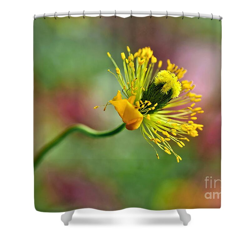 Photography Shower Curtain featuring the photograph Poppy Seed Capsule by Kaye Menner