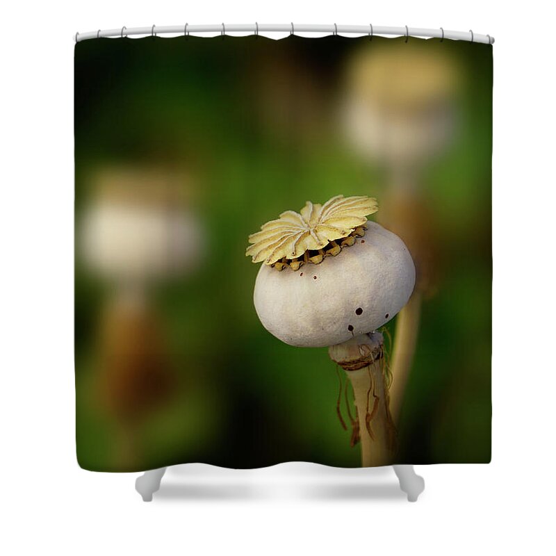 Poppy Shower Curtain featuring the photograph Poppy Seed Pod - 365-147 by Inge Riis McDonald