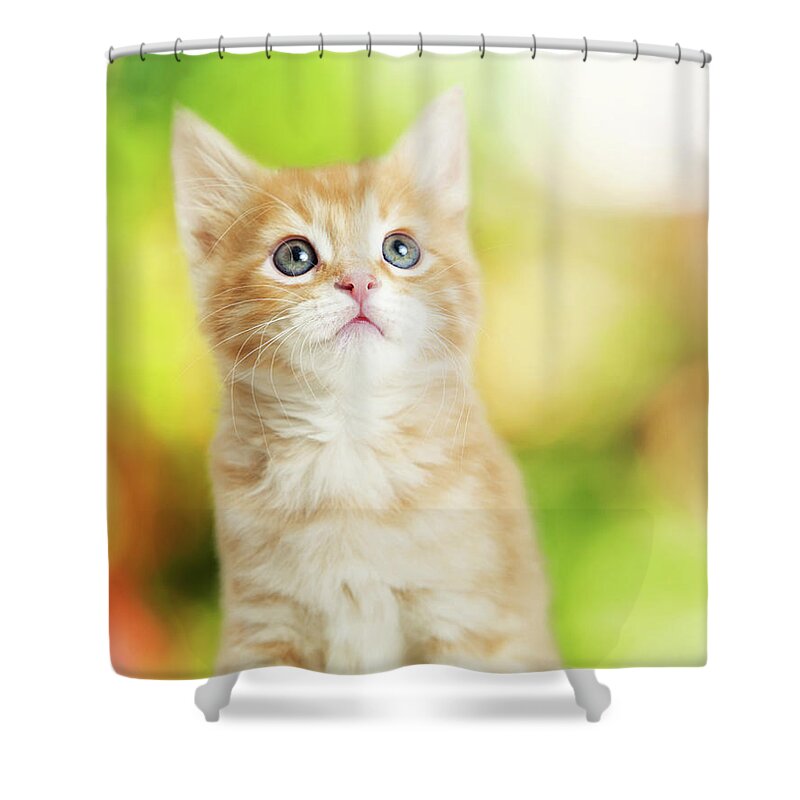 Adorable Shower Curtain featuring the photograph Portrait Cute Kitten Blurred Scenic Background by Good Focused