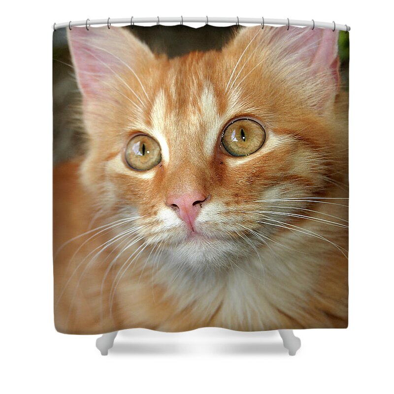 Cat Shower Curtain featuring the photograph Portrait of a Cat by Amber Flowers