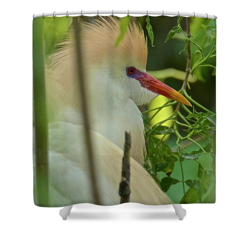 Cattle Egret Shower Curtain featuring the photograph Portrait Of A Cattle Egret by Carol Bradley