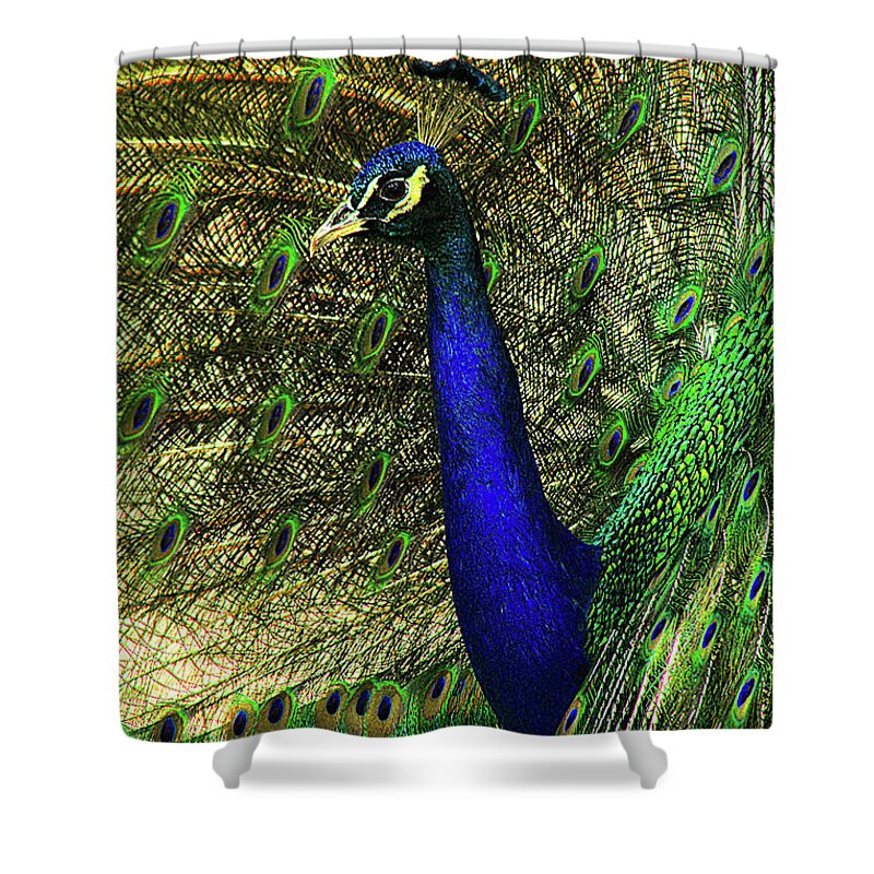 Peacock Shower Curtain featuring the photograph Portrait of a Peacock by Jessica Brawley
