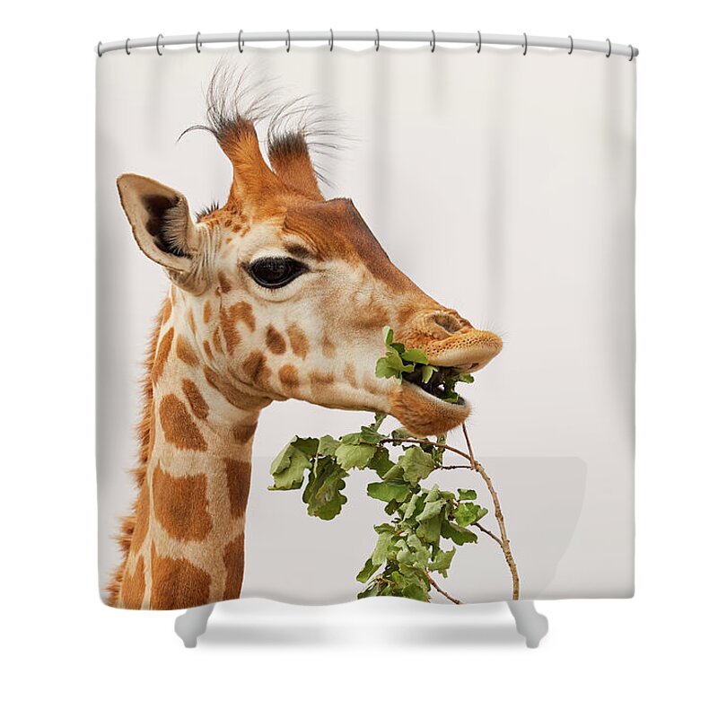 Africa Shower Curtain featuring the photograph Portrait of a Rothschild Giraffe III by Nick Biemans