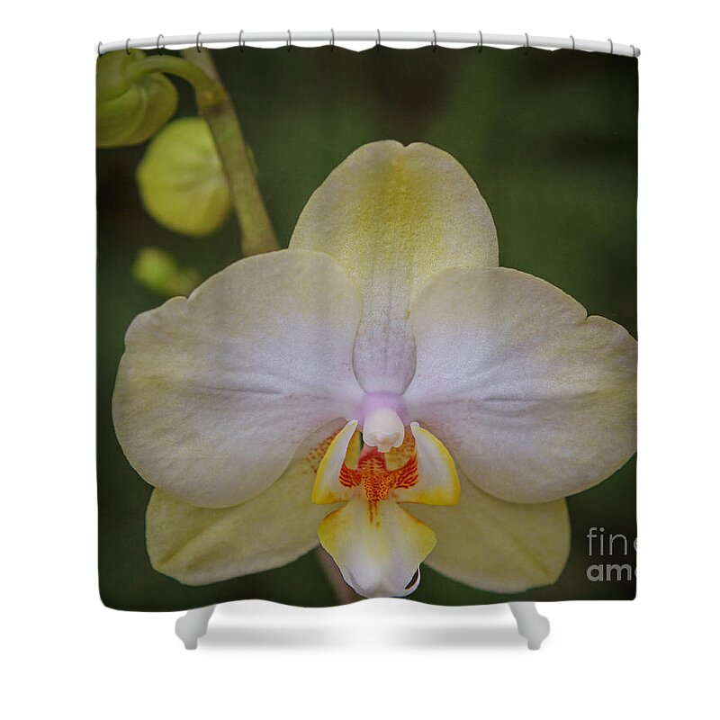 Orchid Shower Curtain featuring the photograph Portrait of an Orchid by Elizabeth Winter