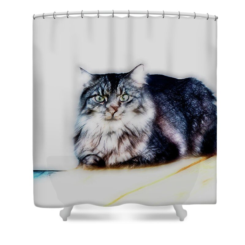 Maine Coon Shower Curtain featuring the photograph Portrait of Maine Coon, Mattie by Gina O'Brien