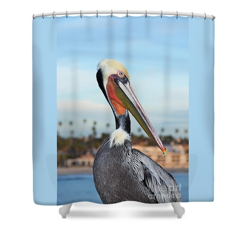 Hao Aiken Shower Curtain featuring the photograph Portrait Of Mr. Pelican by Hao Aiken