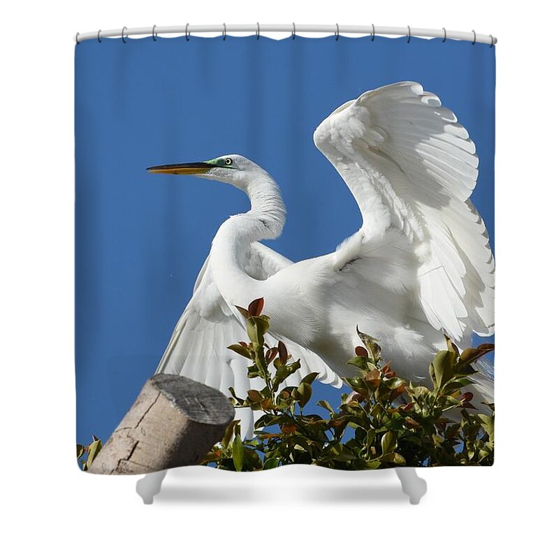 Great Egret Shower Curtain featuring the photograph Pose 2 by Fraida Gutovich