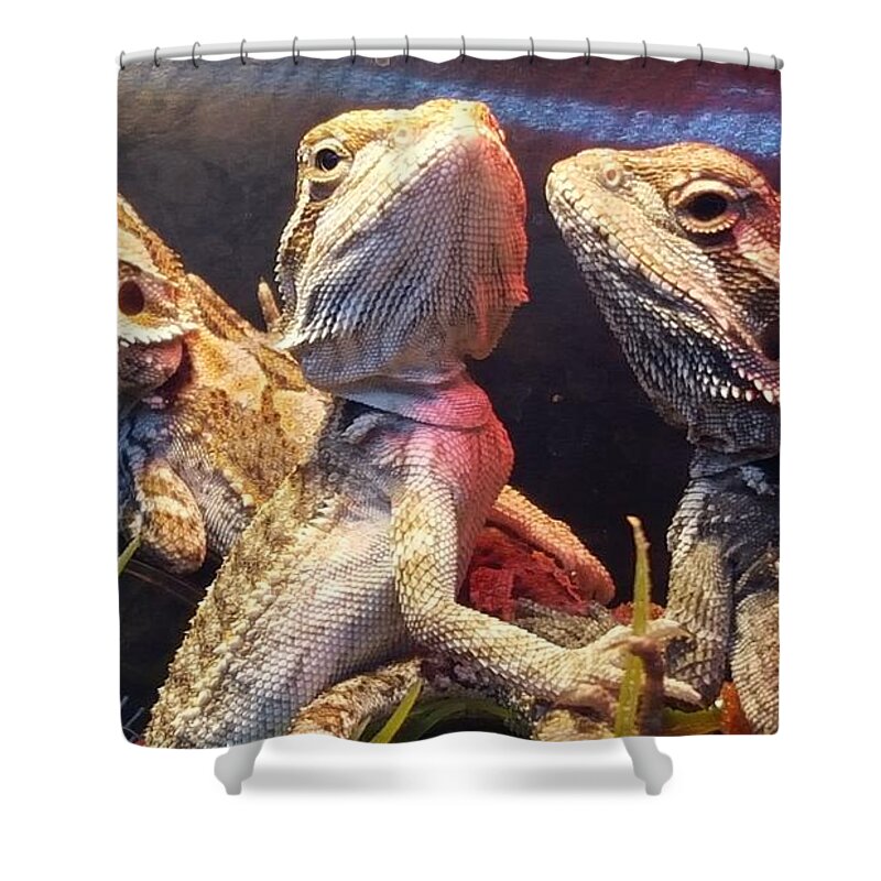 Reptiles Shower Curtain featuring the photograph Posers at the Pet Store by Dani McEvoy