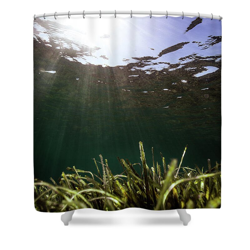 Underwater Shower Curtain featuring the photograph Posidonia by Gemma Silvestre