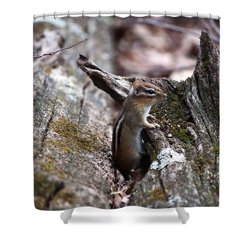 Wildlife Shower Curtain featuring the photograph Posing #2 by Jeff Severson