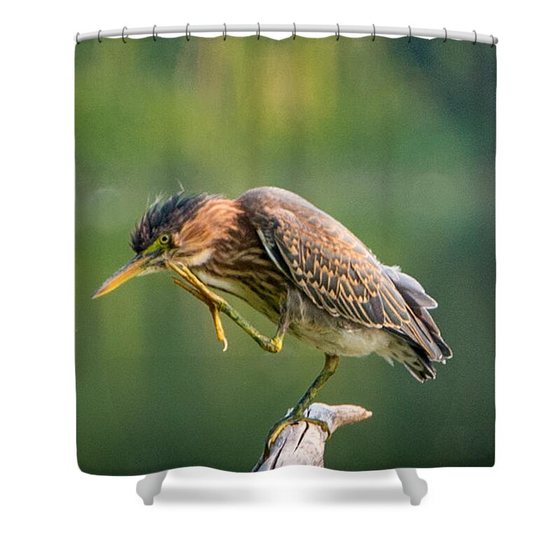 Heron Shower Curtain featuring the photograph Posing Heron by Jerry Cahill