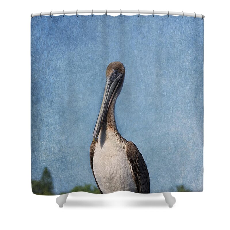 Pelican Shower Curtain featuring the photograph Posing Pelican by Kim Hojnacki