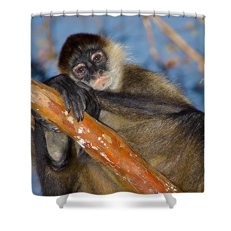 Animals Shower Curtain featuring the photograph Posing Spider Monkey by Rikk Flohr