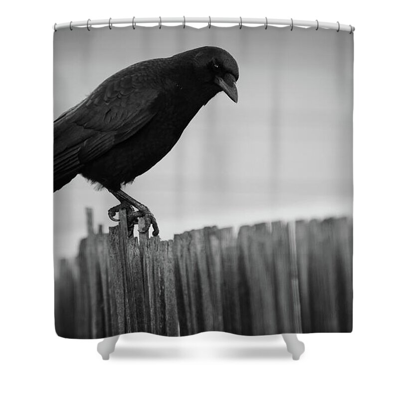 #crowlovers- Corvids - Black And White- Art#raeannm.garrett- Photography Of Raeanngarrett- Birds- Black Birds- Mother Crow- Shower Curtain featuring the photograph Possible by Rae Ann M Garrett