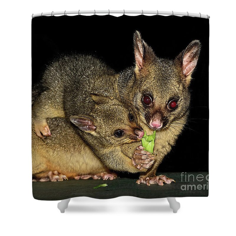 Possums Shower Curtain featuring the photograph Possums - Mum and Baby by Kaye Menner by Kaye Menner