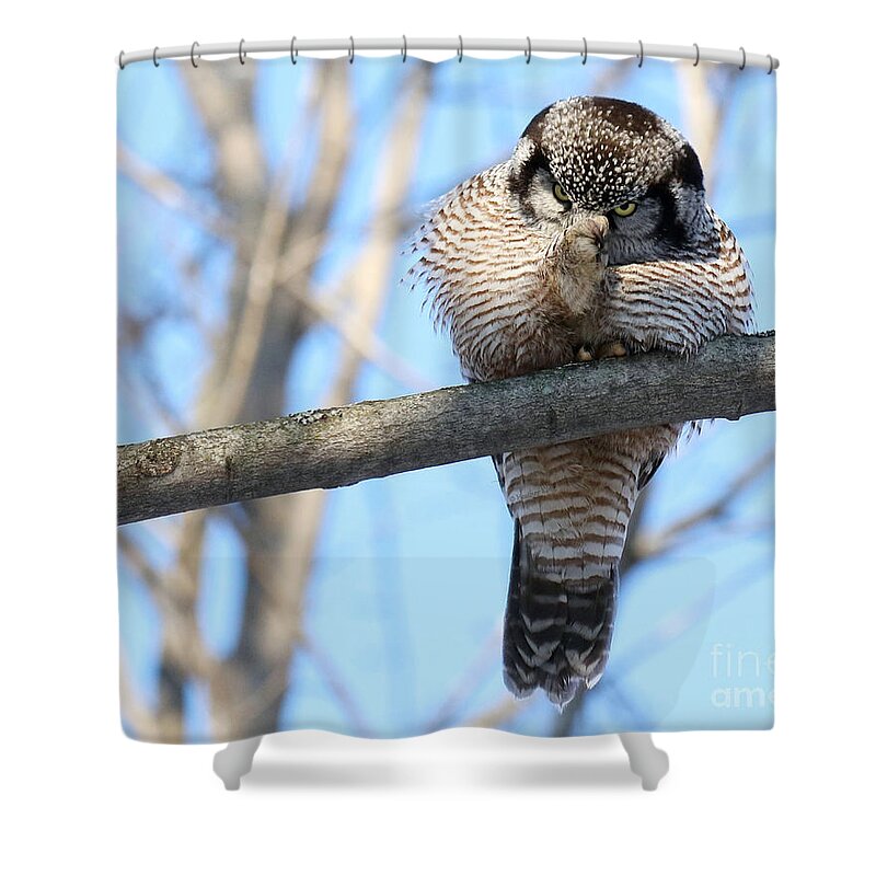 Hawk Owl Shower Curtain featuring the photograph POW Right In The Kisser by Heather King