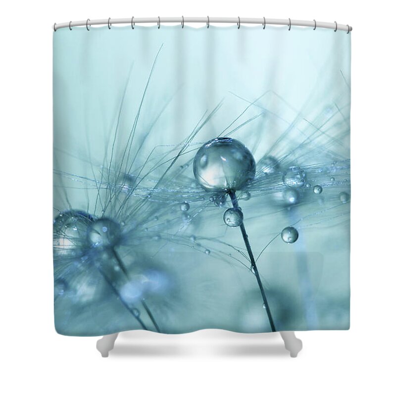 Dandelion Shower Curtain featuring the photograph Powder Blue by Sharon Johnstone