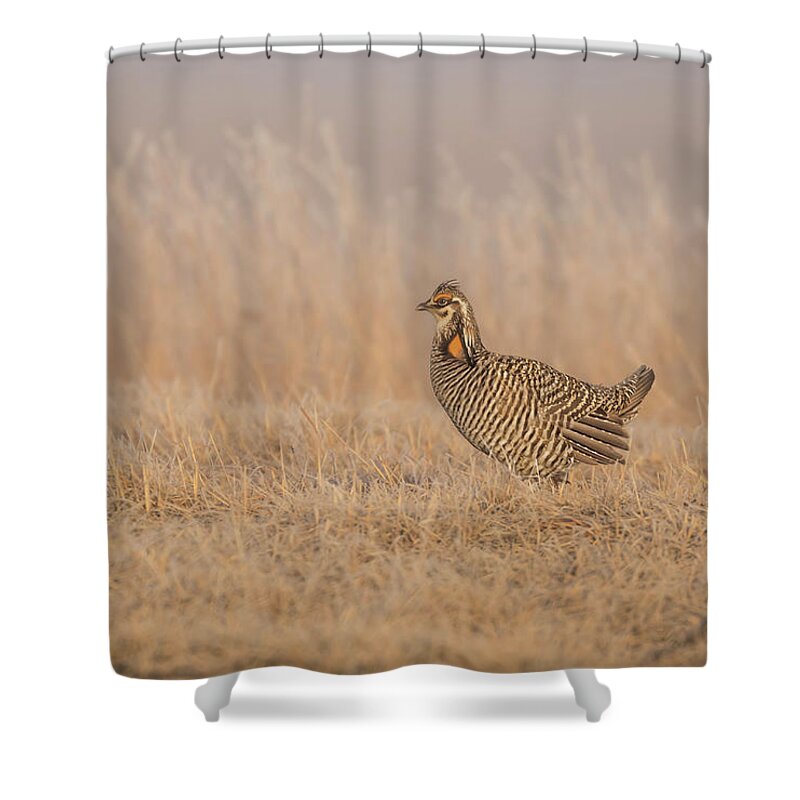 Wisconsins Prairie Chicken Shower Curtain featuring the photograph Prairie Chicken 5-2015 by Thomas Young