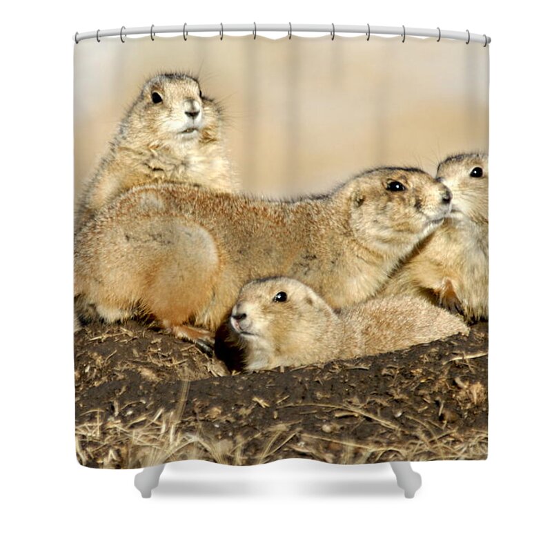 Custer State Park Shower Curtain featuring the photograph Prairie Dog Family Portrait by Larry Ricker