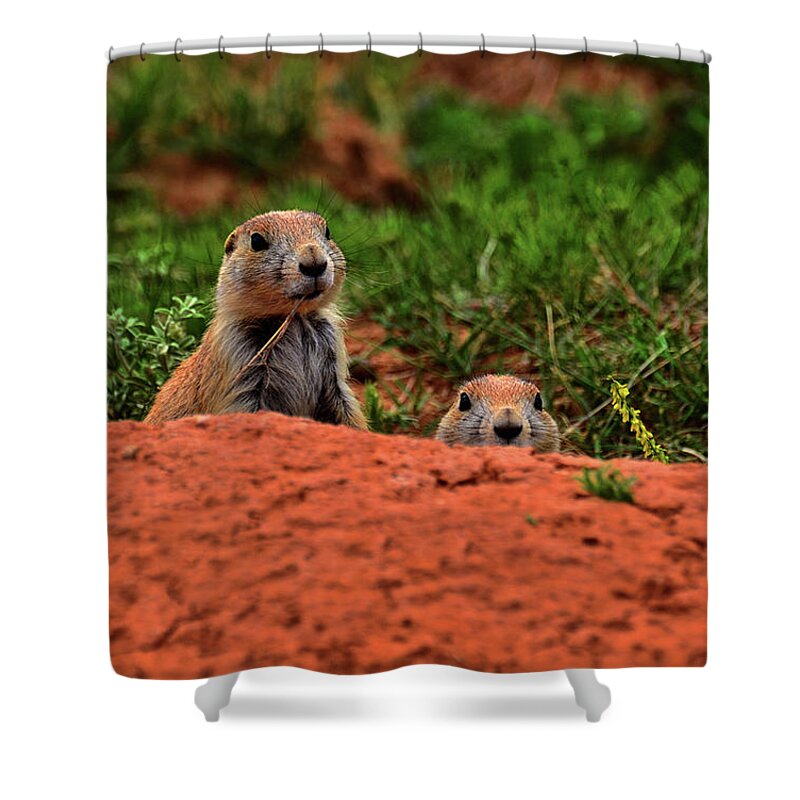 Prairie Dogs Shower Curtain featuring the photograph Prairie Dogs 004 by George Bostian