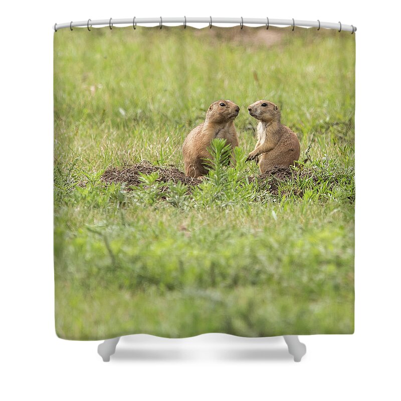 Animal Shower Curtain featuring the photograph Prarie Dog Lovebirds by Brenda Jacobs