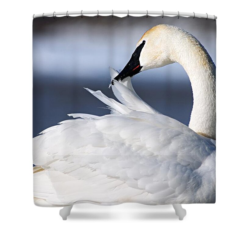 Trumpeter Swan Shower Curtain featuring the photograph Preening by Larry Ricker
