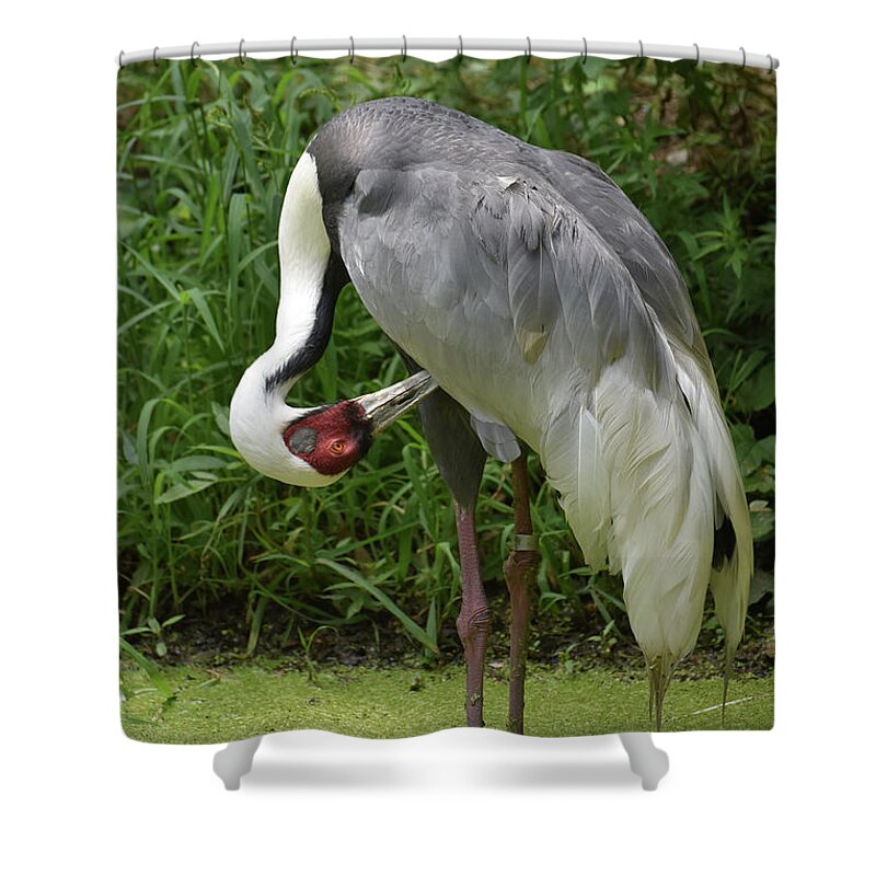 White-naped-crane Shower Curtain featuring the photograph Preening White Naped Crane Cleaning Feathers by DejaVu Designs