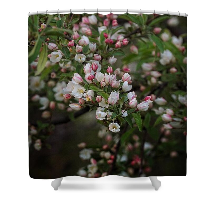 Apple Blossoms Shower Curtain featuring the photograph Prelude by Angie Rea