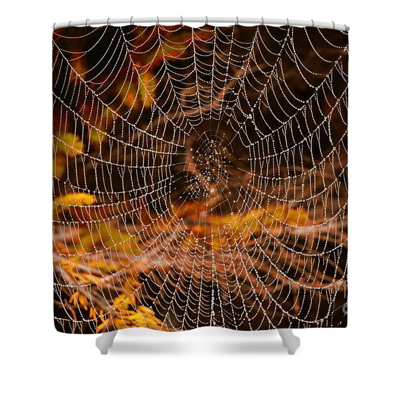 Spider Web Shower Curtain featuring the photograph Preparing for Halloween by Elizabeth Dow