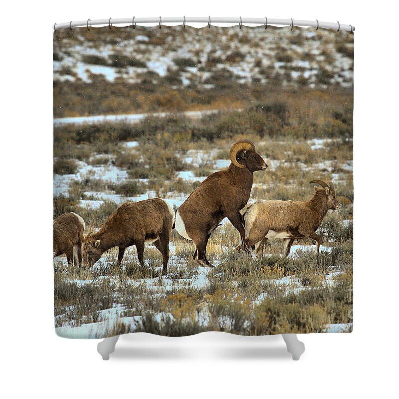 Bighorns Shower Curtain featuring the photograph Preparing To Mount by Adam Jewell